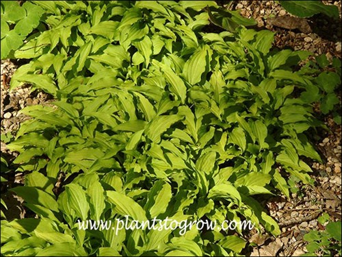 Hosta Lemon Lime has greenish yellow foliage color and only gets about 12 inches tall.